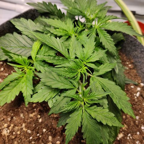 Blueberry Cookies auto  growlog timeline photo