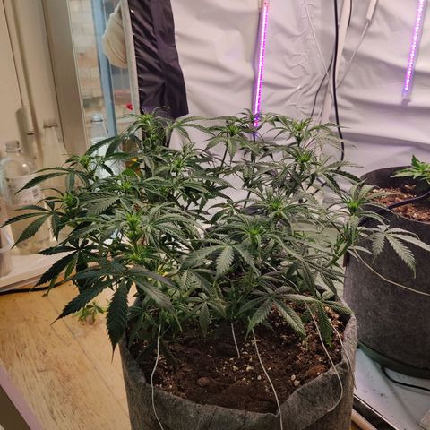 Smokey Joe Mark II growlog timeline photo