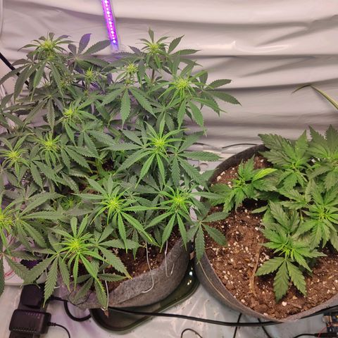 Smokey Joe Mark II growlog timeline photo