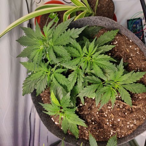 Blueberry Cookies auto  growlog timeline photo