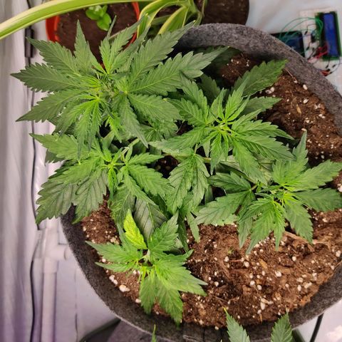 Blueberry Cookies auto  growlog timeline photo