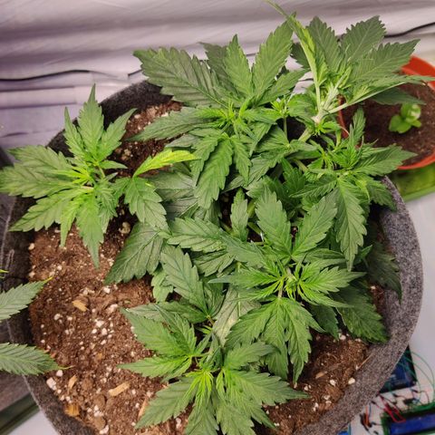 Blueberry Cookies auto  growlog timeline photo