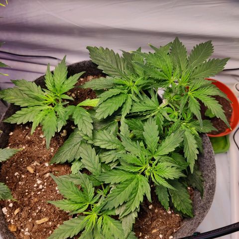 Blueberry Cookies auto  growlog timeline photo