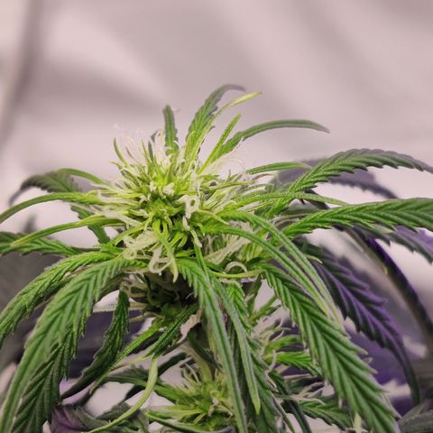 Smokey Joe Mark II growlog timeline photo