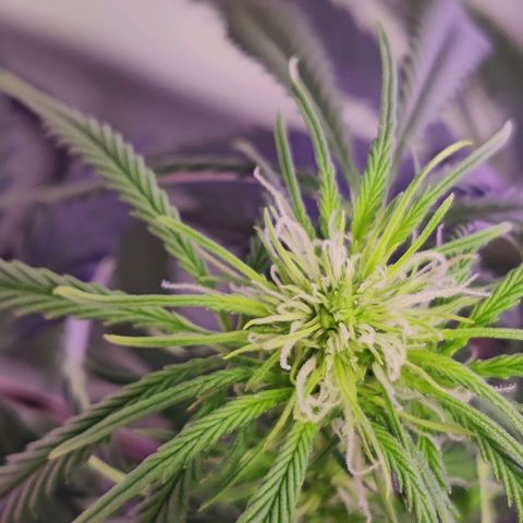 Smokey Joe Mark II growlog timeline photo