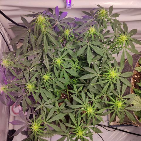 Smokey Joe Mark II growlog timeline photo