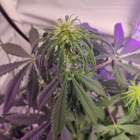 Smokey Joe Mark II growlog timeline photo