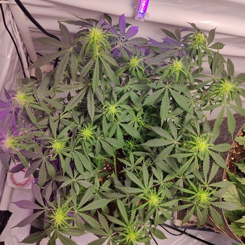 Smokey Joe Mark II growlog timeline photo