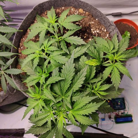 Blueberry Cookies auto  growlog timeline photo