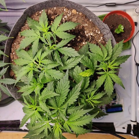 Blueberry Cookies auto  growlog timeline photo