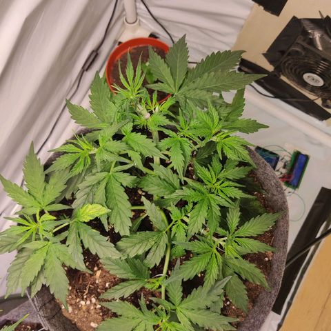 Blueberry Cookies auto  growlog timeline photo