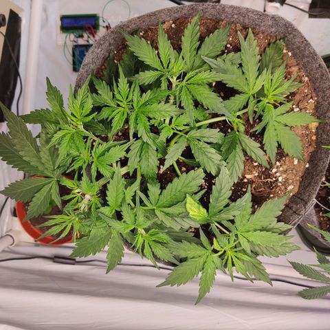 Blueberry Cookies auto  growlog timeline photo