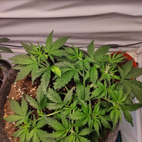 Blueberry Cookies auto  growlog timeline photo