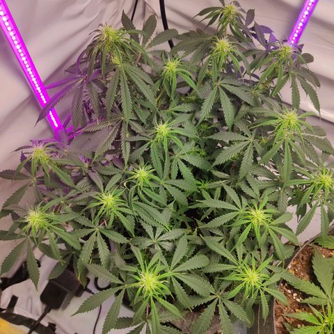 Smokey Joe Mark II growlog timeline photo
