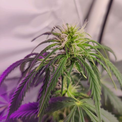 Smokey Joe Mark II growlog timeline photo