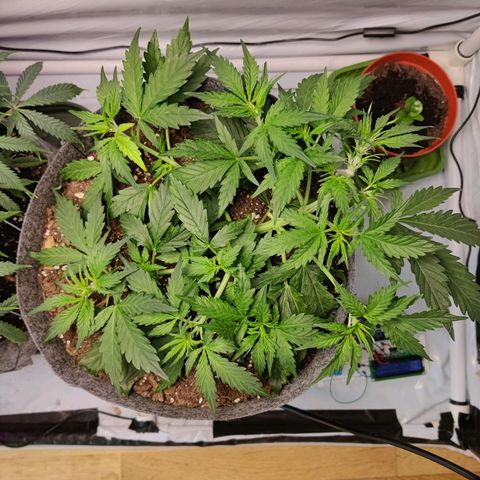 Blueberry Cookies auto  growlog timeline photo