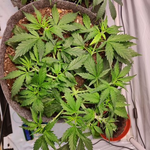 Blueberry Cookies auto  growlog timeline photo