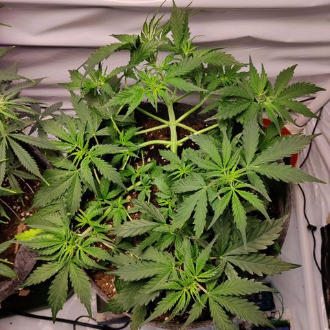 Blueberry Cookies auto  growlog timeline photo