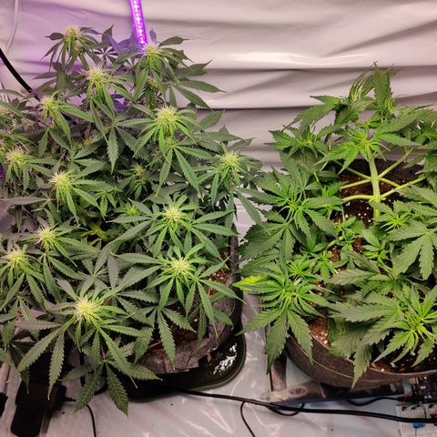 Blueberry Cookies auto  growlog timeline photo