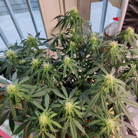Smokey Joe Mark II growlog timeline photo