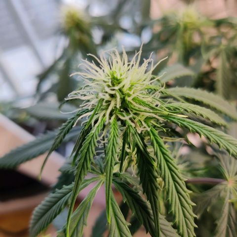Smokey Joe Mark II growlog timeline photo