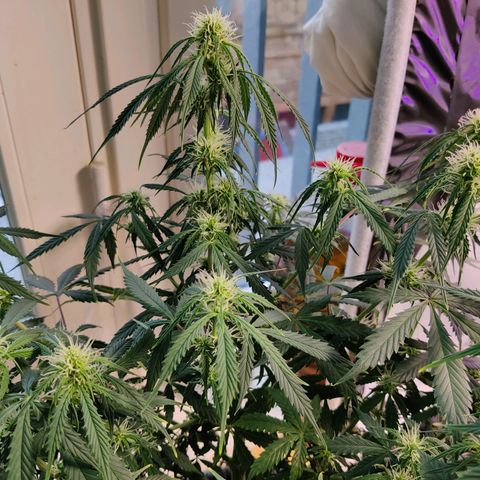 Smokey Joe Mark II growlog timeline photo