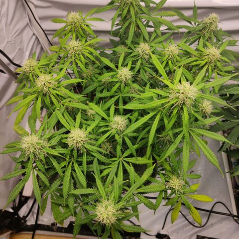 Smokey Joe Mark II growlog timeline photo