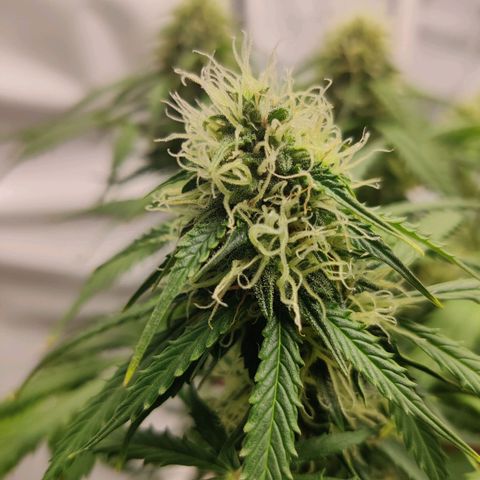 Smokey Joe Mark II growlog timeline photo