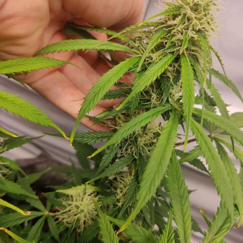 Smokey Joe Mark II growlog timeline photo