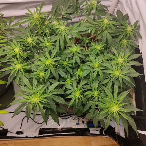 Blueberry Cookies auto  growlog timeline photo