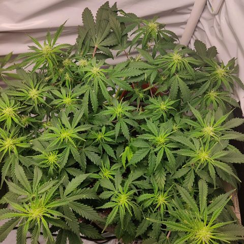Blueberry Cookies auto  growlog timeline photo