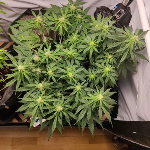 Blueberry Cookies auto  growlog timeline photo