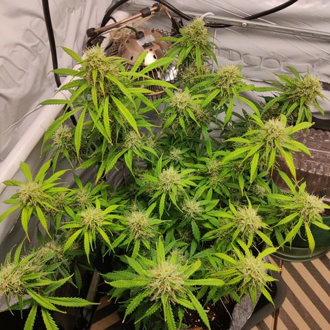 Smokey Joe Mark II growlog timeline photo