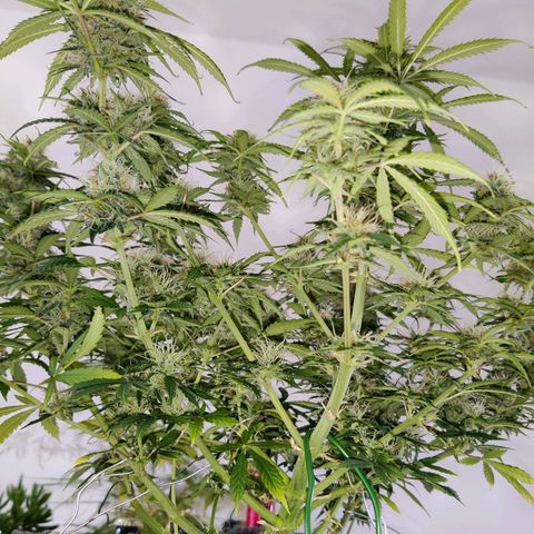 Smokey Joe Mark II growlog timeline photo