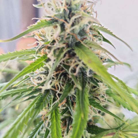 Smokey Joe Mark II growlog timeline photo