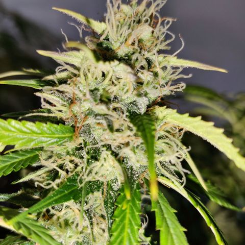 Smokey Joe Mark II growlog timeline photo