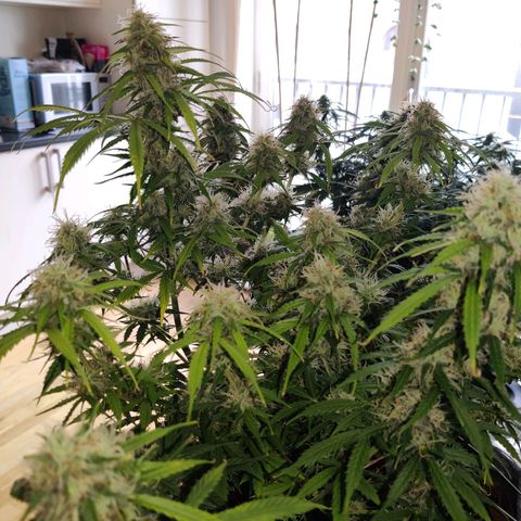 Smokey Joe Mark II growlog timeline photo