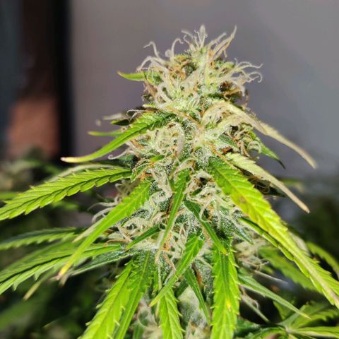 Smokey Joe Mark II growlog timeline photo