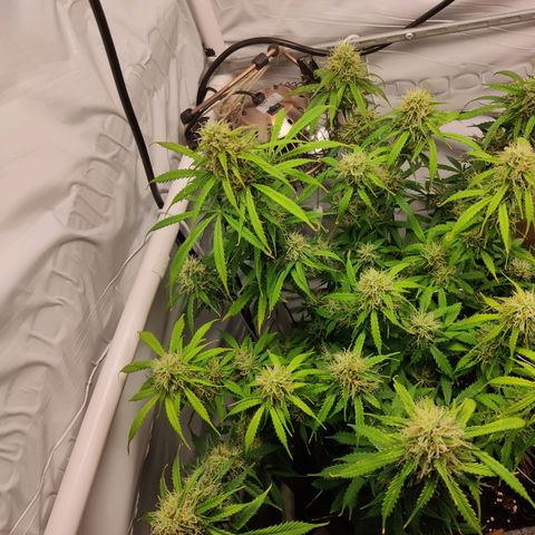 Smokey Joe Mark II growlog timeline photo
