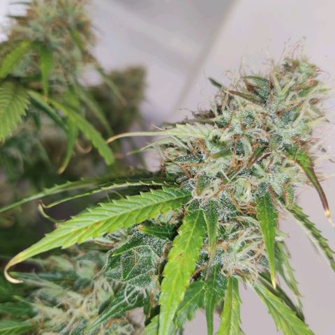 Smokey Joe Mark II growlog timeline photo