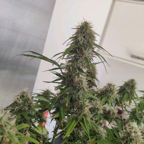 Smokey Joe Mark II growlog timeline photo