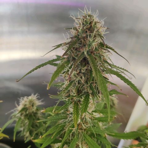 Smokey Joe Mark II growlog timeline photo