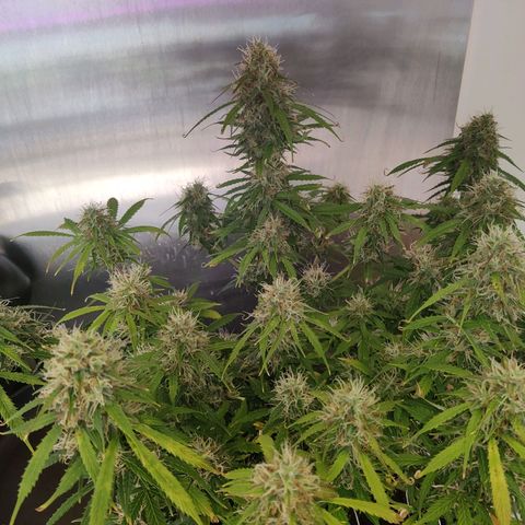 Smokey Joe Mark II growlog timeline photo