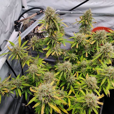 Smokey Joe Mark II growlog timeline photo