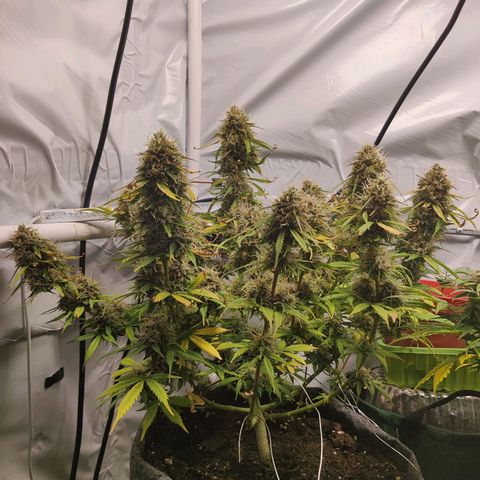 Smokey Joe Mark II growlog timeline photo