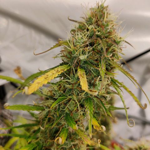 Smokey Joe Mark II growlog timeline photo
