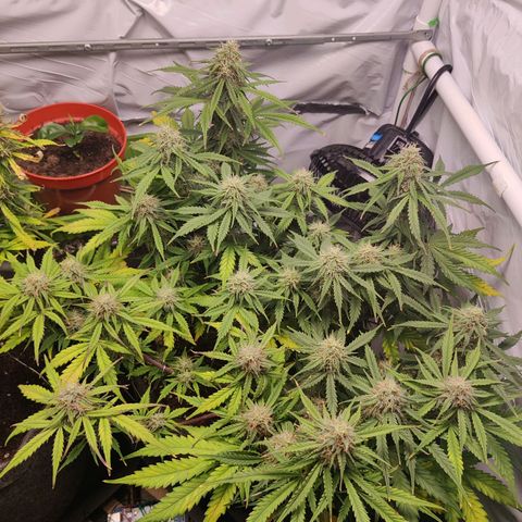 Blueberry Cookies auto  growlog timeline photo