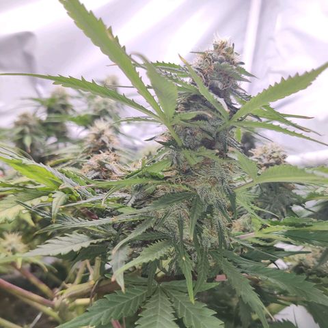 Blueberry Cookies auto  growlog timeline photo