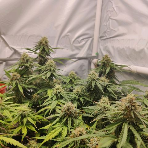 Blueberry Cookies auto  growlog timeline photo