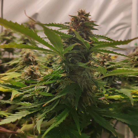 Blueberry Cookies auto  growlog timeline photo